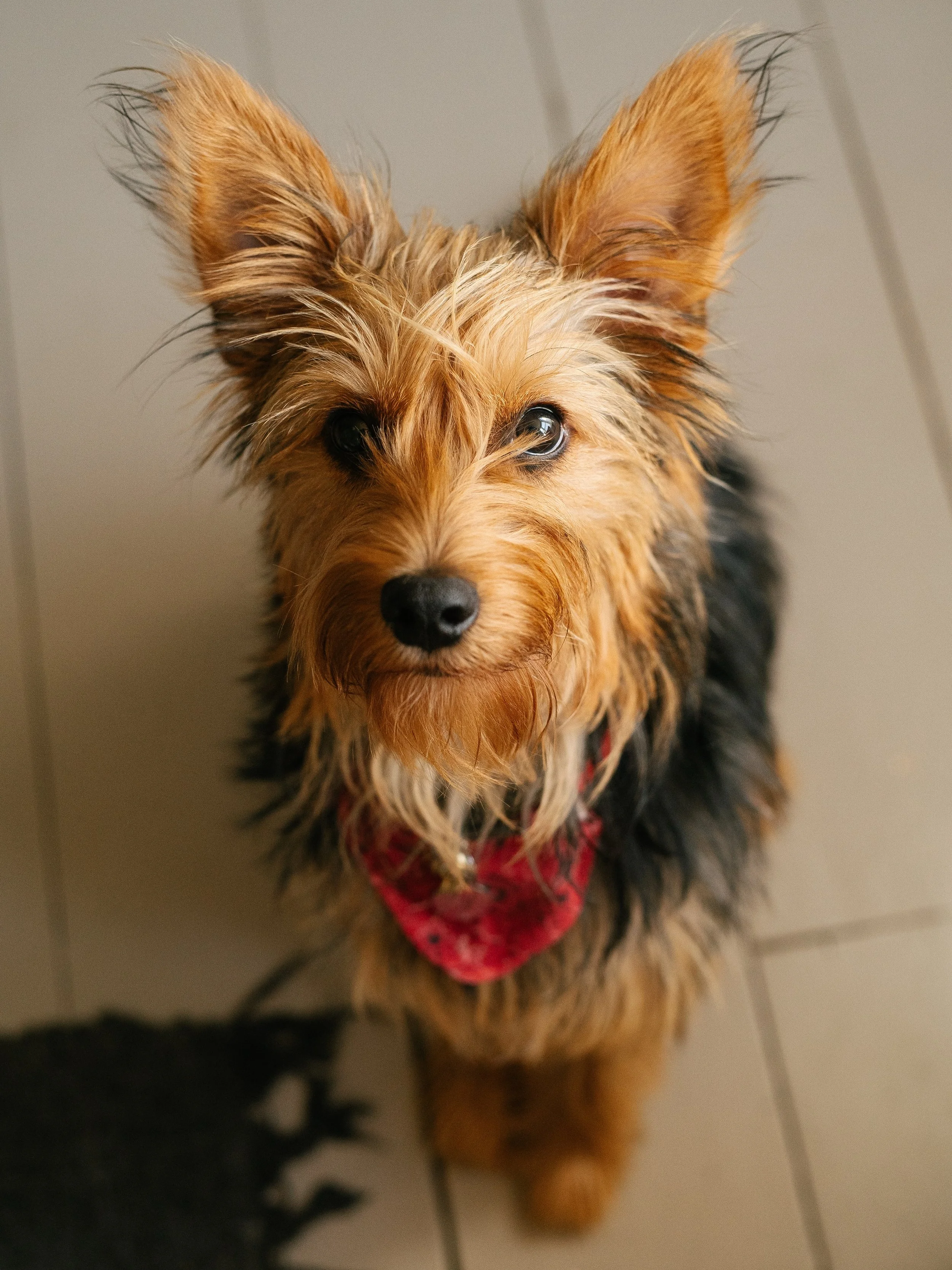 I&rsquo;ve had my foster dog Oz here for 10 days now. As anyone who has fostered knows, it&rsquo;s not easy but so worth it. Here&rsquo;s my top three tips for welcoming a foster to your life:

1) Time, patience, quietness. Let them do their thing. N