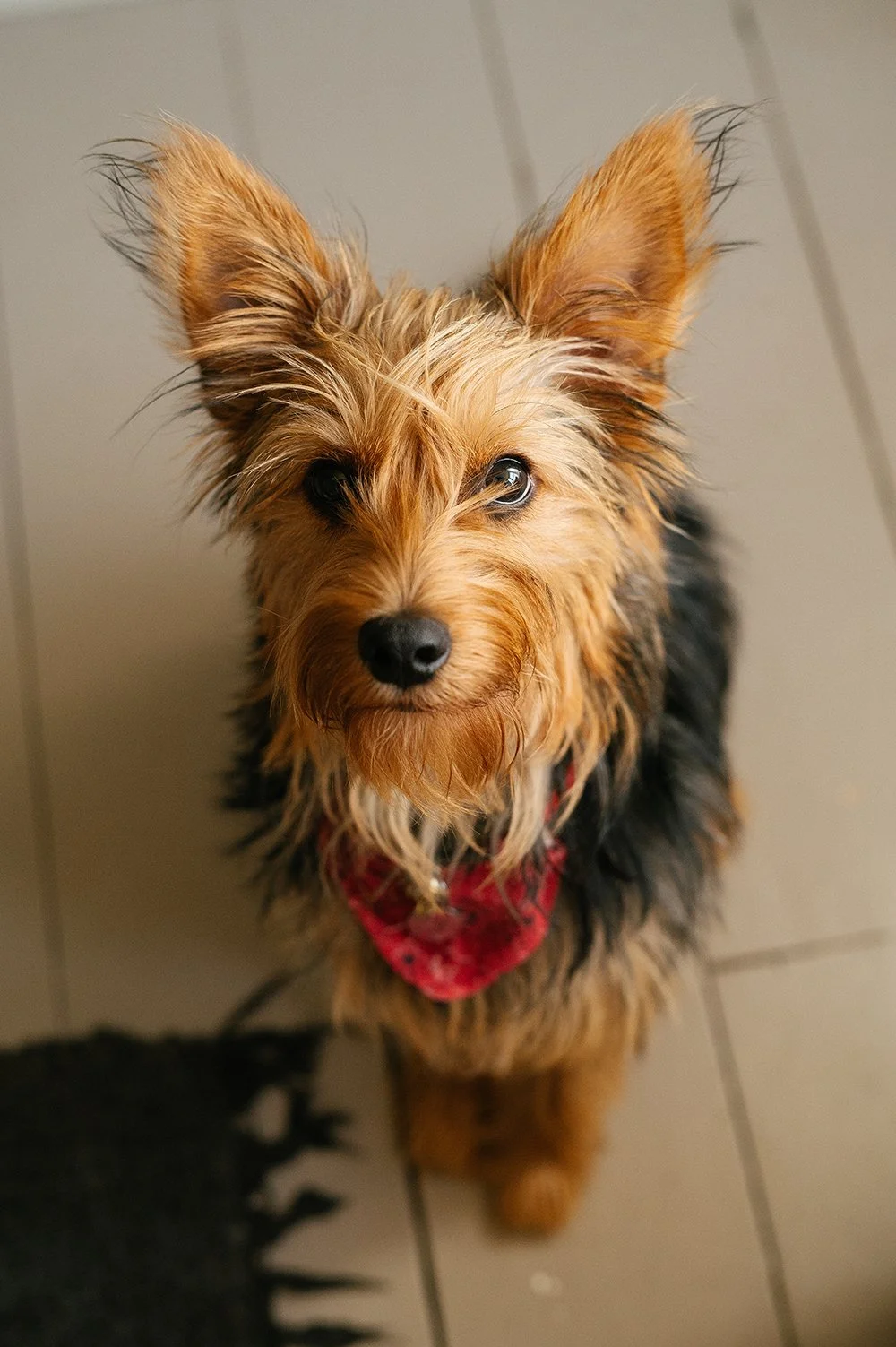 What should your puppy learn beyond ‘sit’ and ‘stay’?