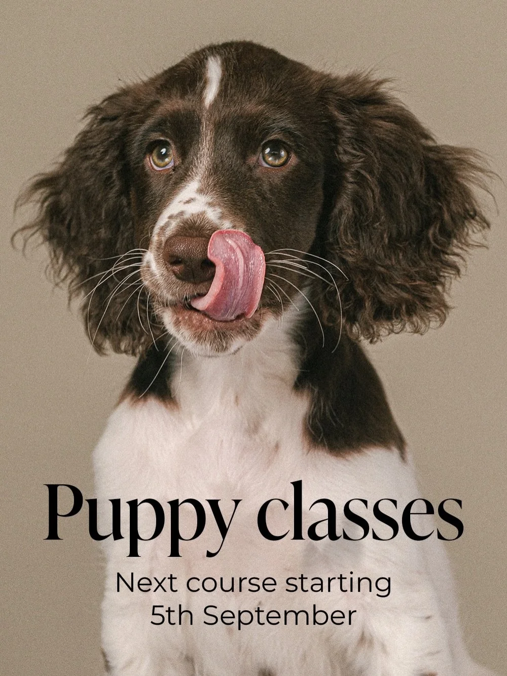 My next puppy course starts on the 5th September in Tooting, South London. 

6 puppies, 6 weeks. Covering basic obedience, yes, but so much more that I consider fundamental to ensure puppies grow into calm and confident adult dogs - how to understand
