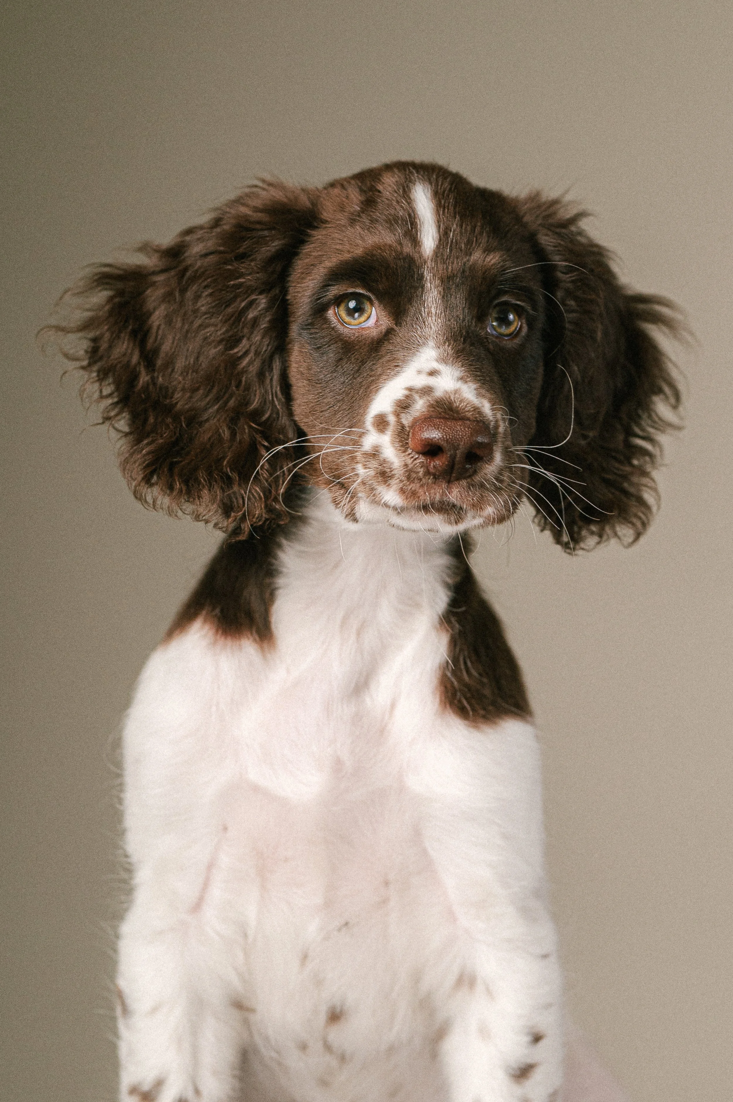 Puppy classes in South London