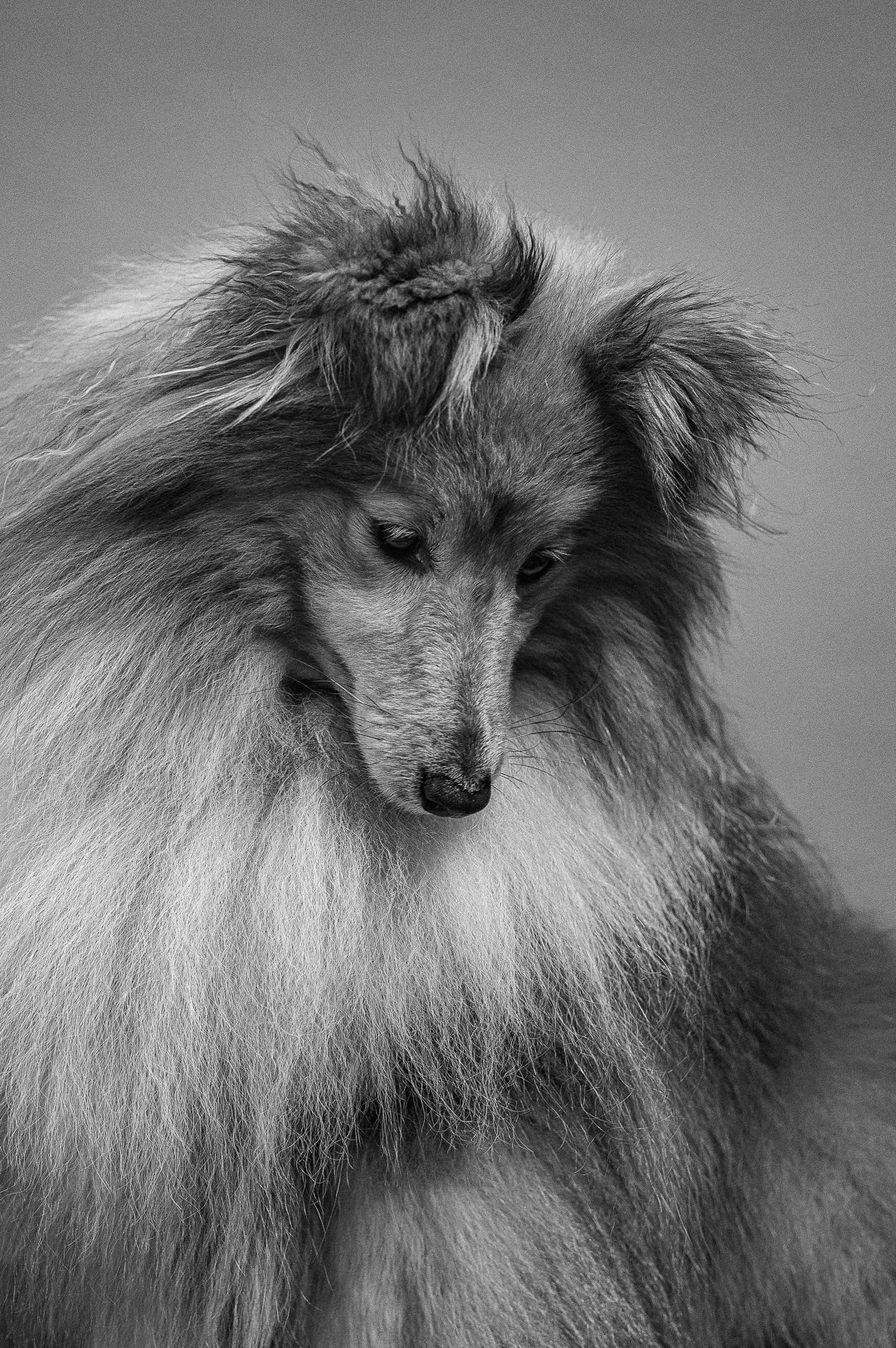 London dog photographer