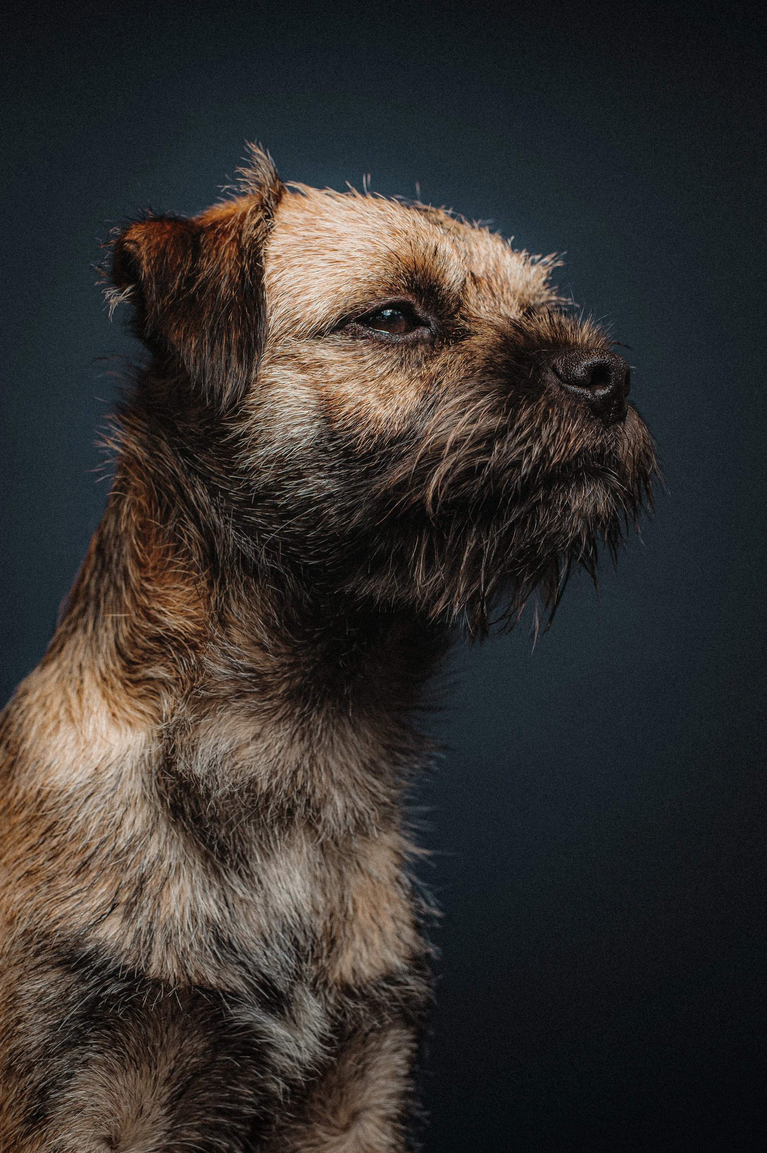 The_Dogs_By_Alex_Dog_Photographer_London_Underdog_International_001-918-Edit.jpg