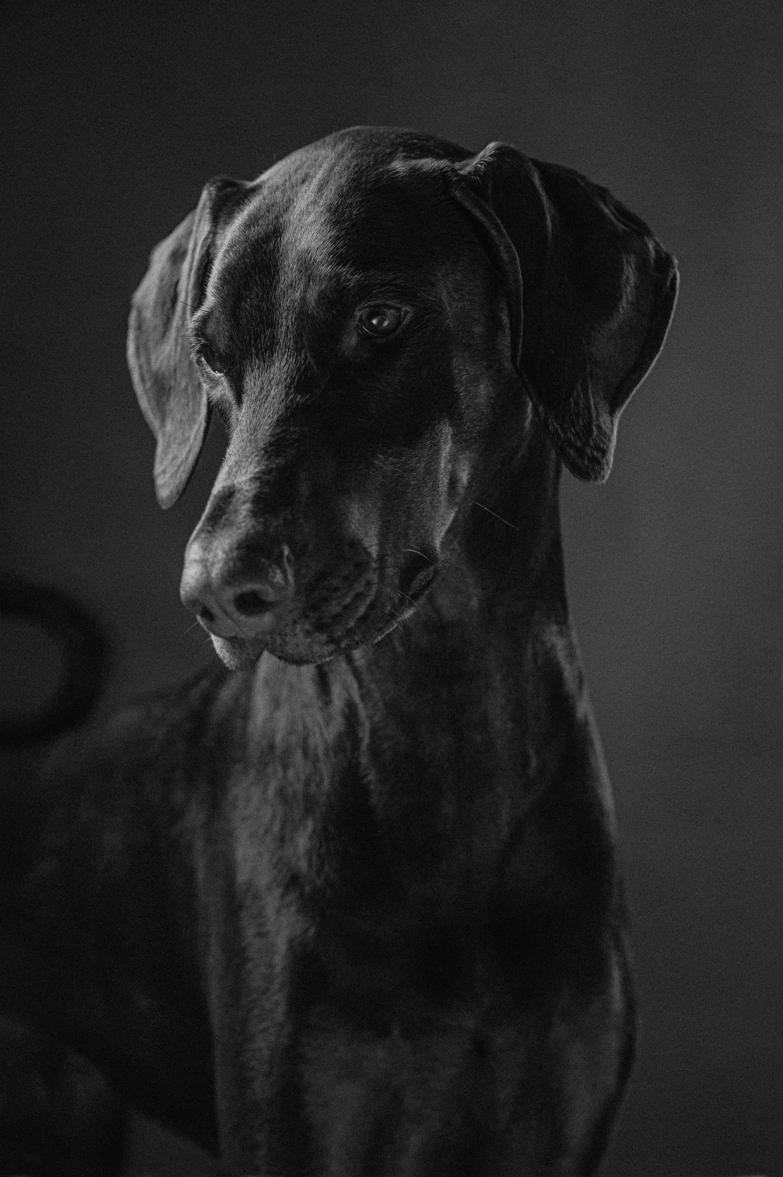 London Doberman dog - dog photographer London