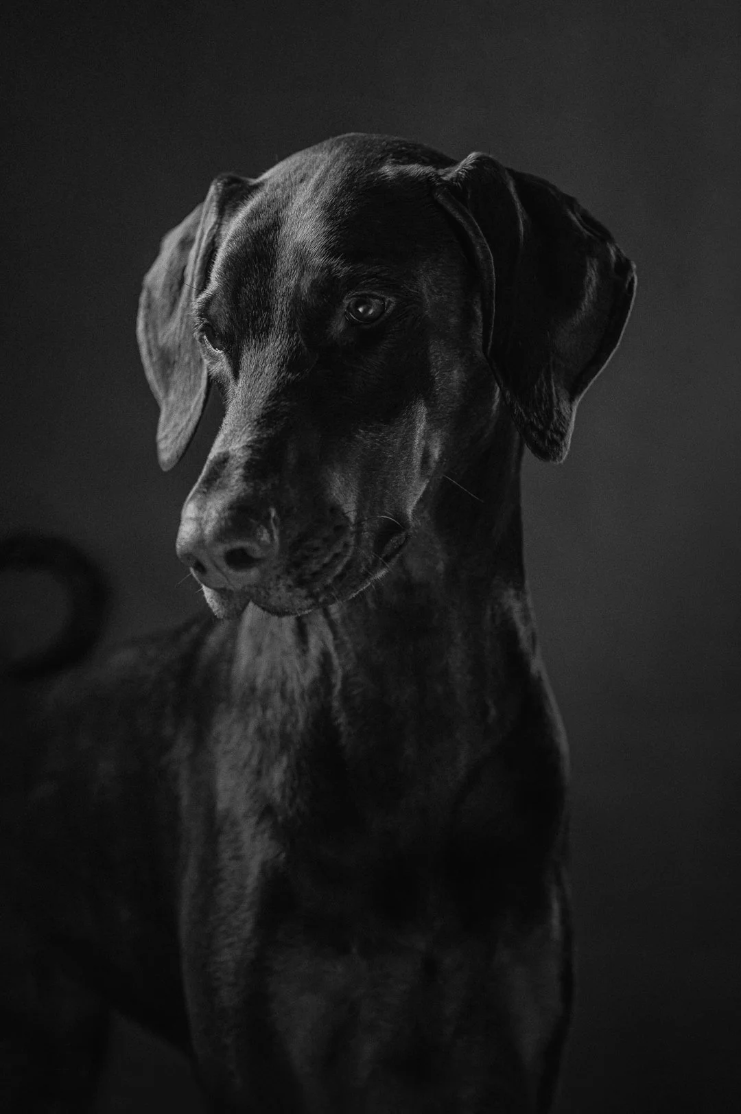 Dog photography London