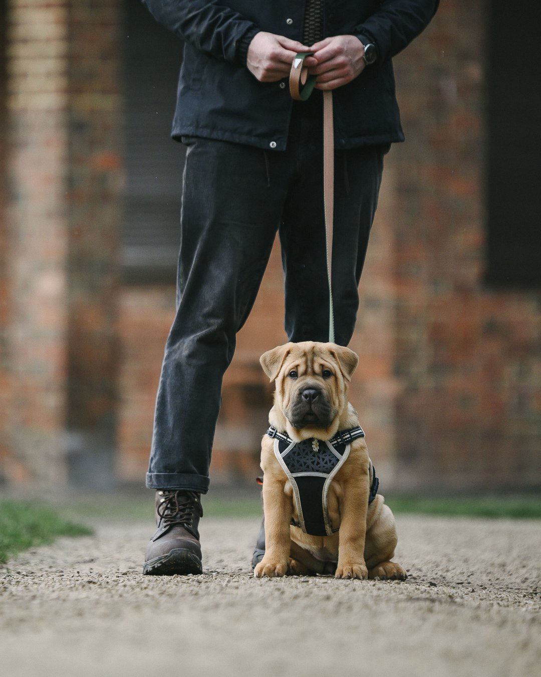 Puppy classes near Tooting, London