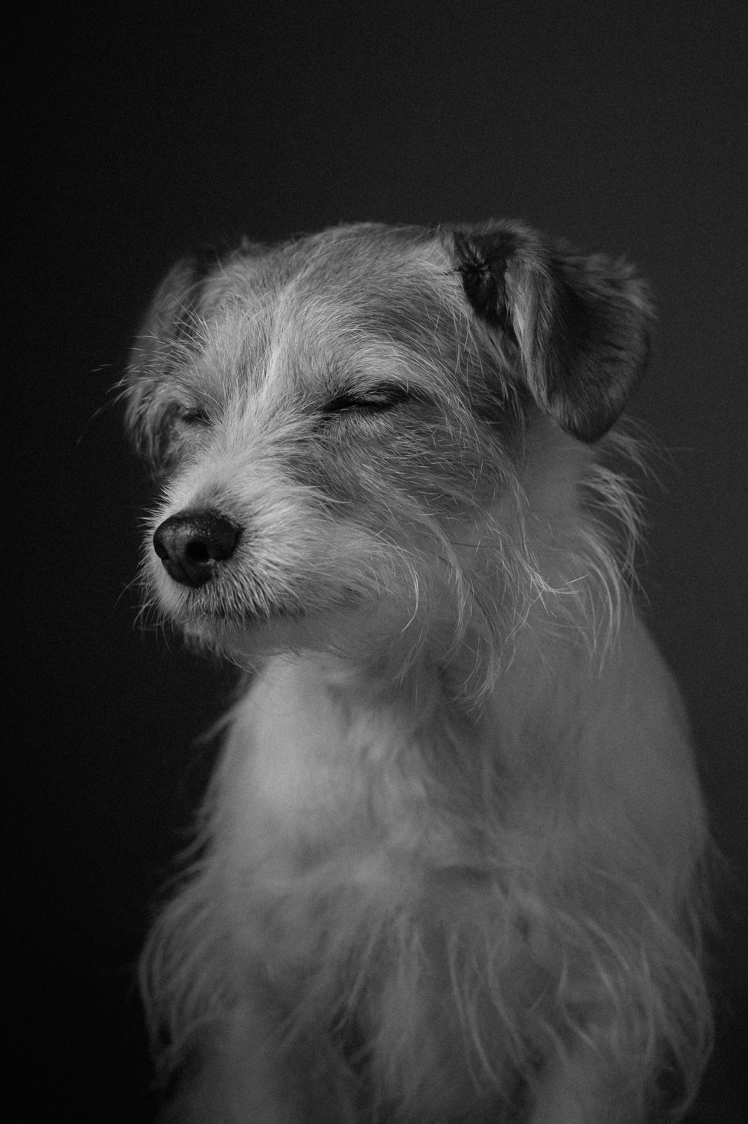 Terrier dog photography in London
