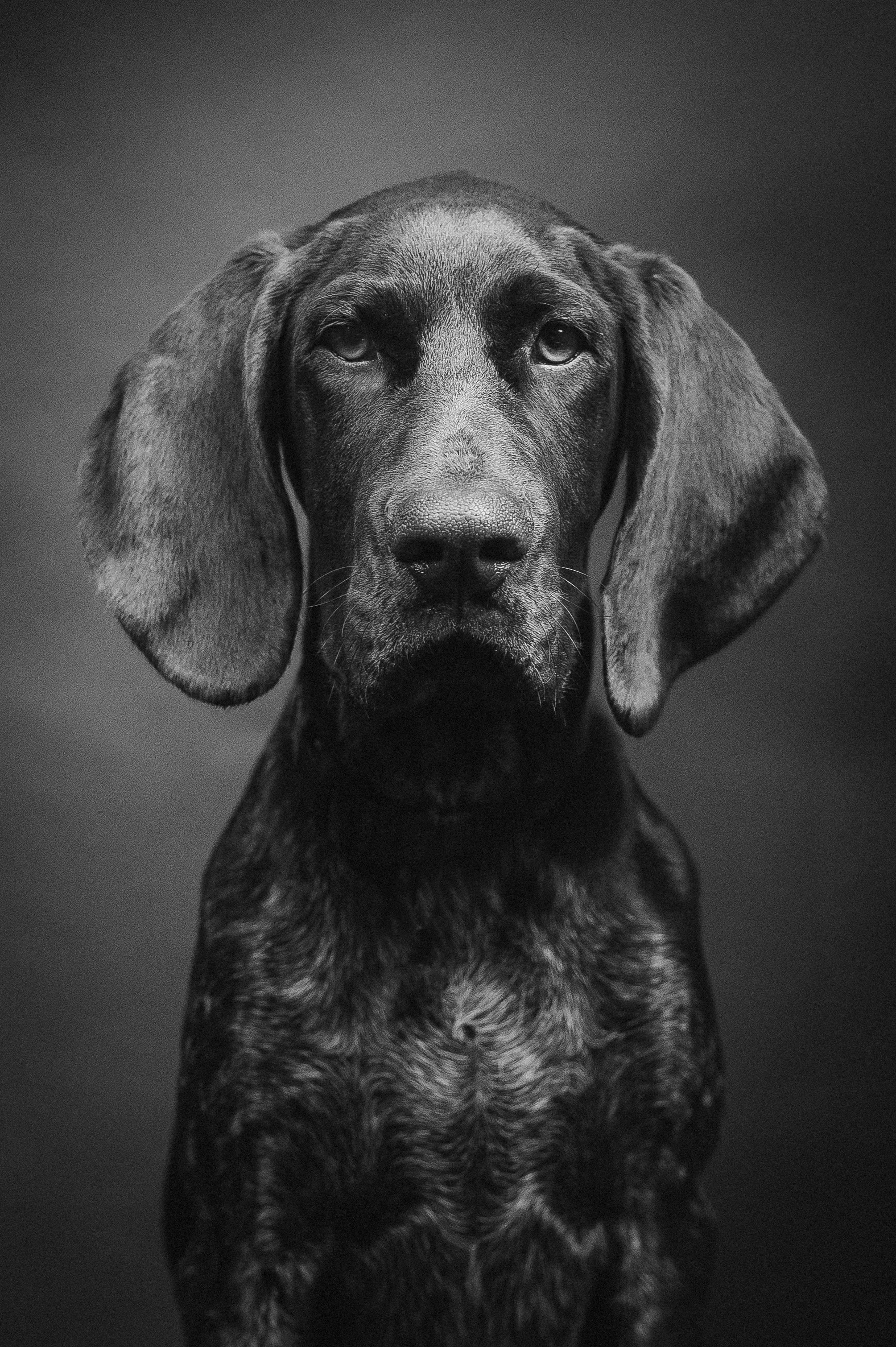 Dog photographer London
