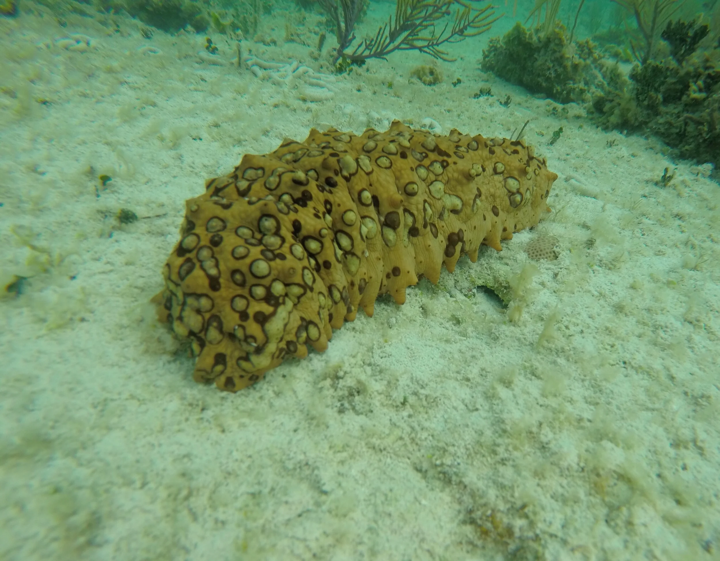 Abacos: Little Harbor, Hope Town &Marsh Harbor