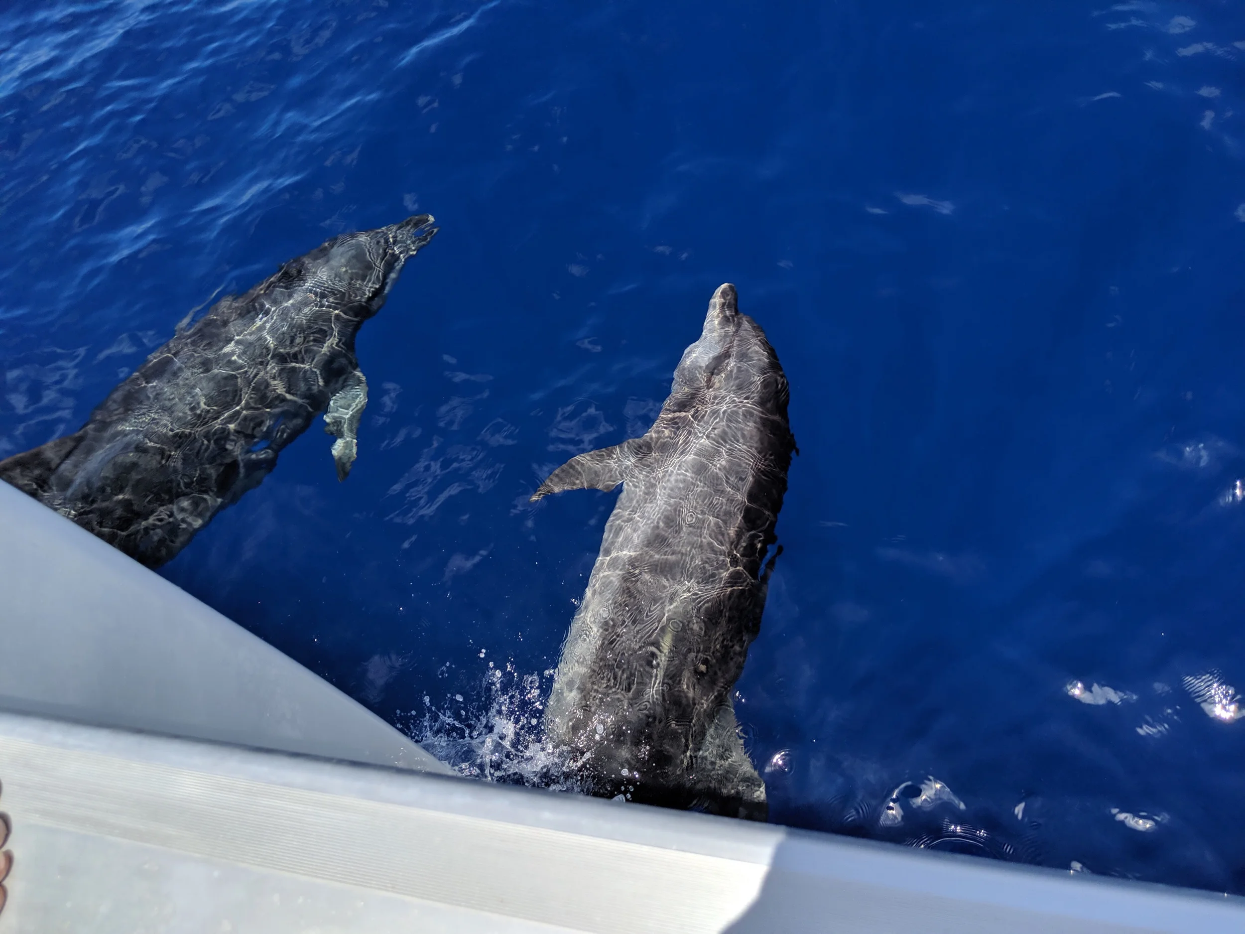 2-1/2 Day sail:         Fort pierce Florida to Wilmington North Carolina