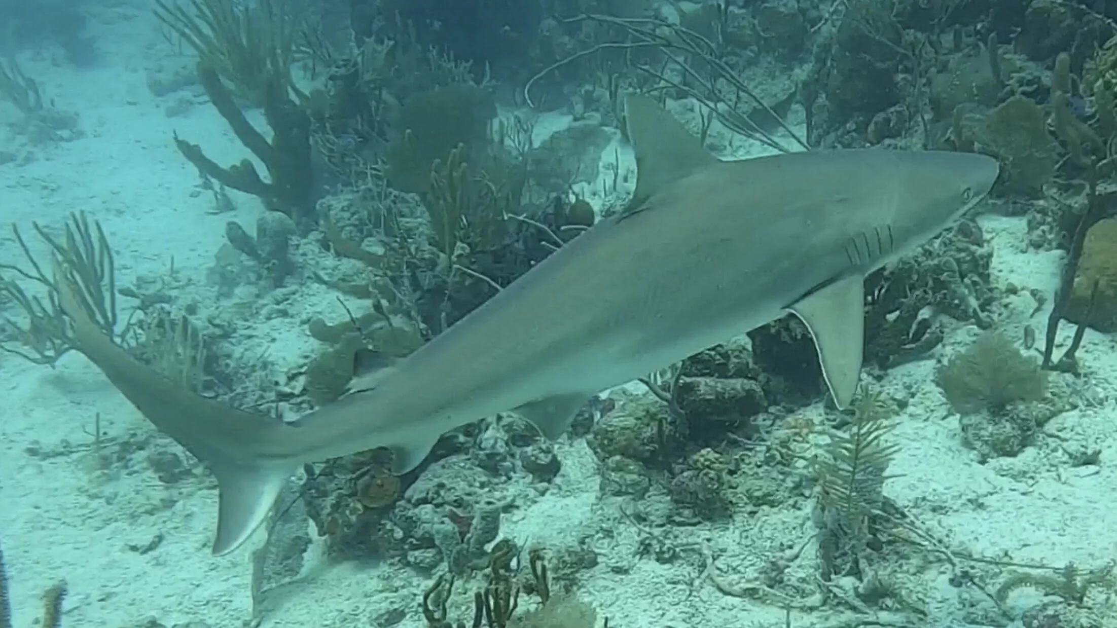 Lionfish Hunt turns into Shark dive