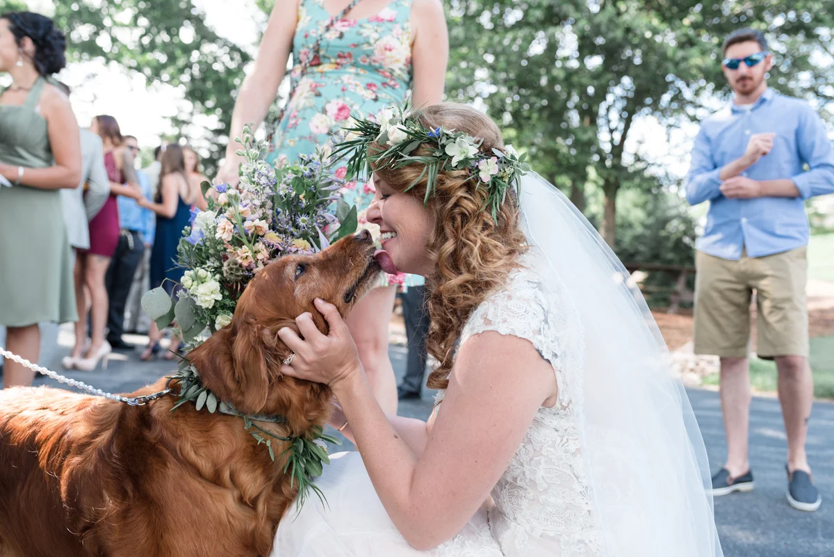 Bride kissing her golden retriever at the barn at trinity peak in oconomowoc, wisconsin