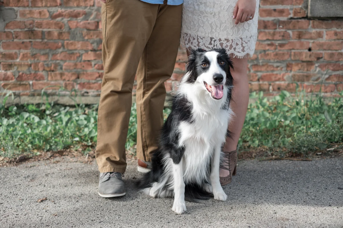 couples doggy takes part in their engagement photos