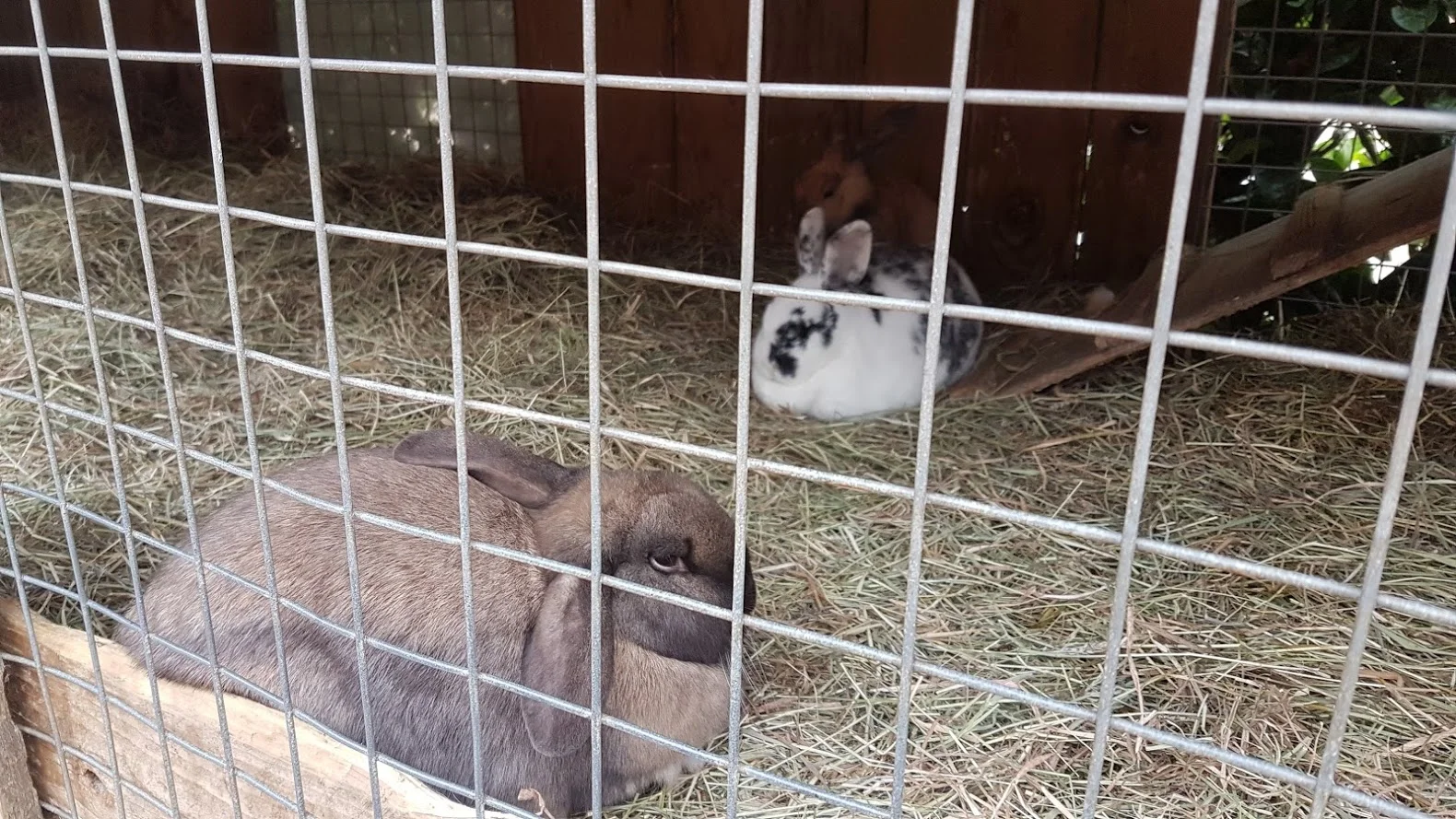 Mopsy and Cottontail