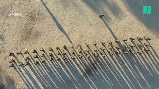 Wildlife Warriors Fighting Back on South Africa’s Conservation Battle Ground (2017)