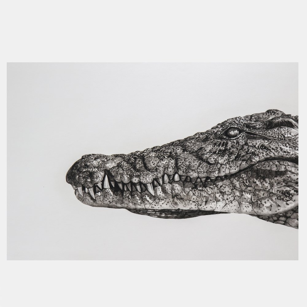 Crocodile WEB.jpg