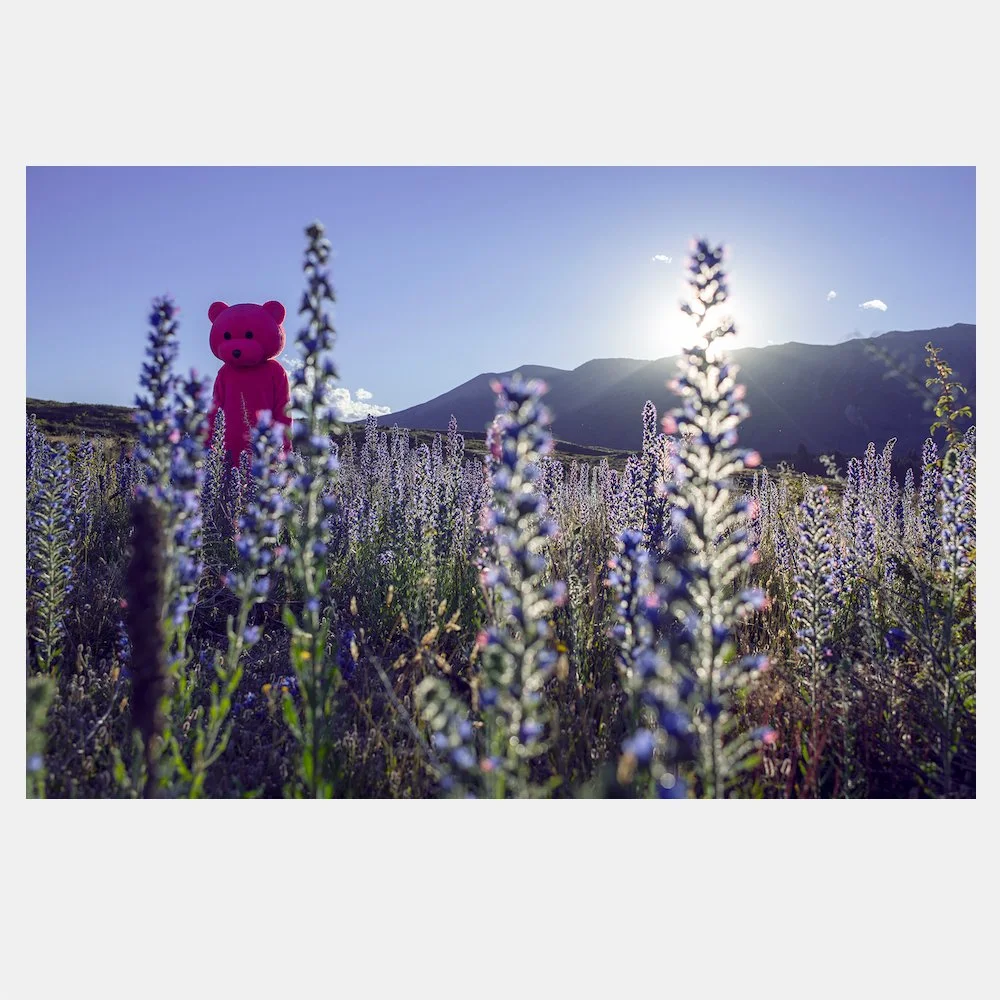Loopy in the Lupins WEB.jpg