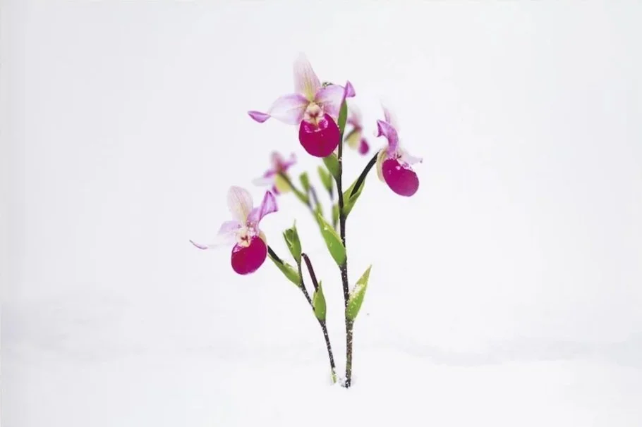 Marc Quinn