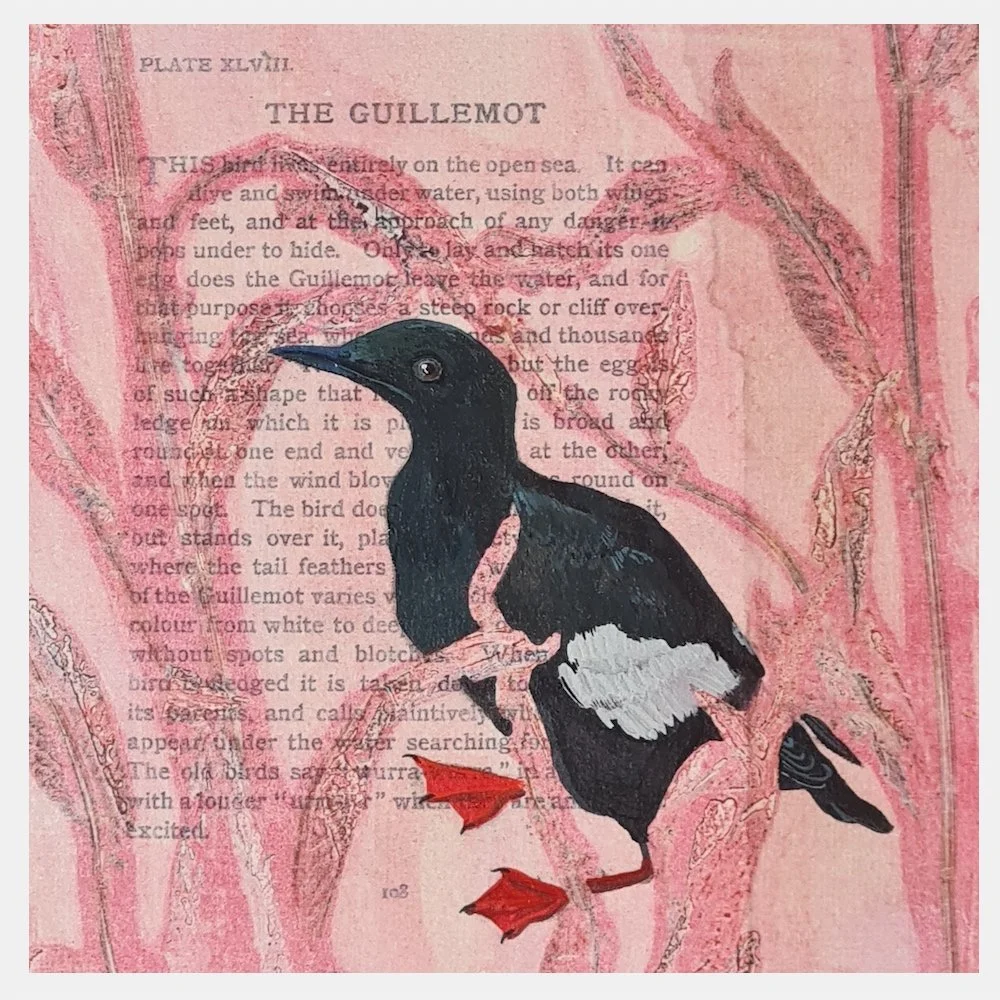 Bird Encyclopaedia Guillemot