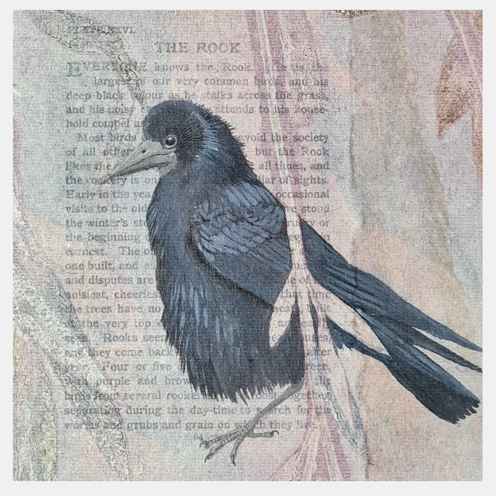 Bird Encyclopaedia Rook