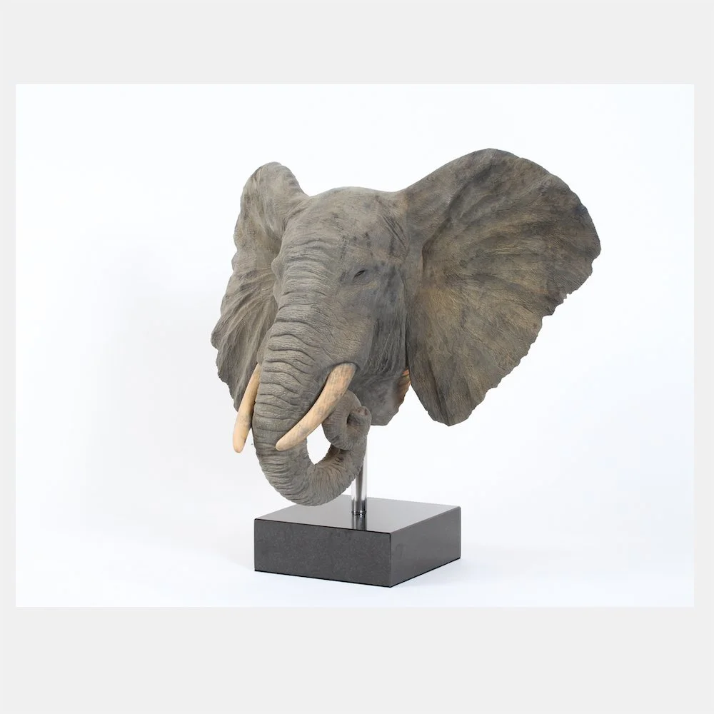 African Elephant Bust
