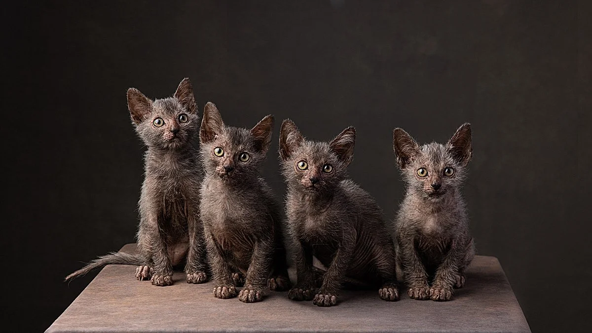 Pet-lykoi-kittens-four.jpg