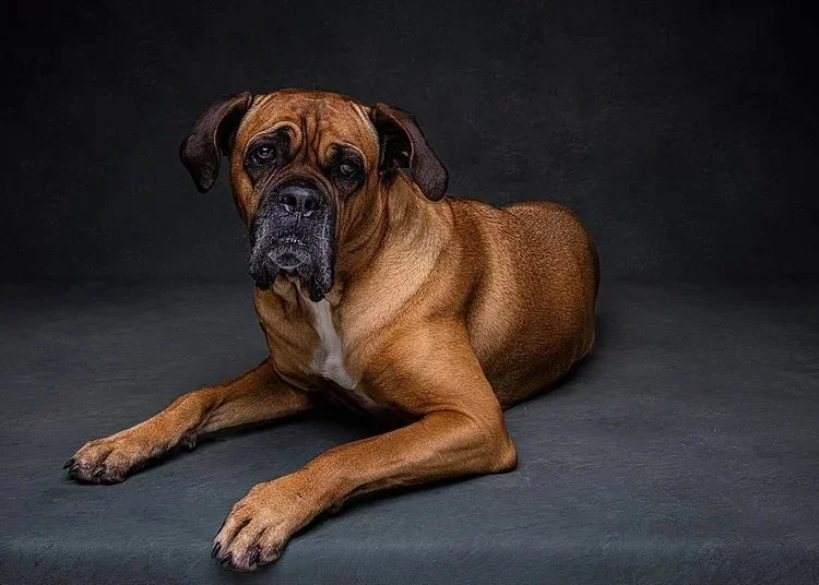 A large brown dog lying down on a dark surface against a dark background.
