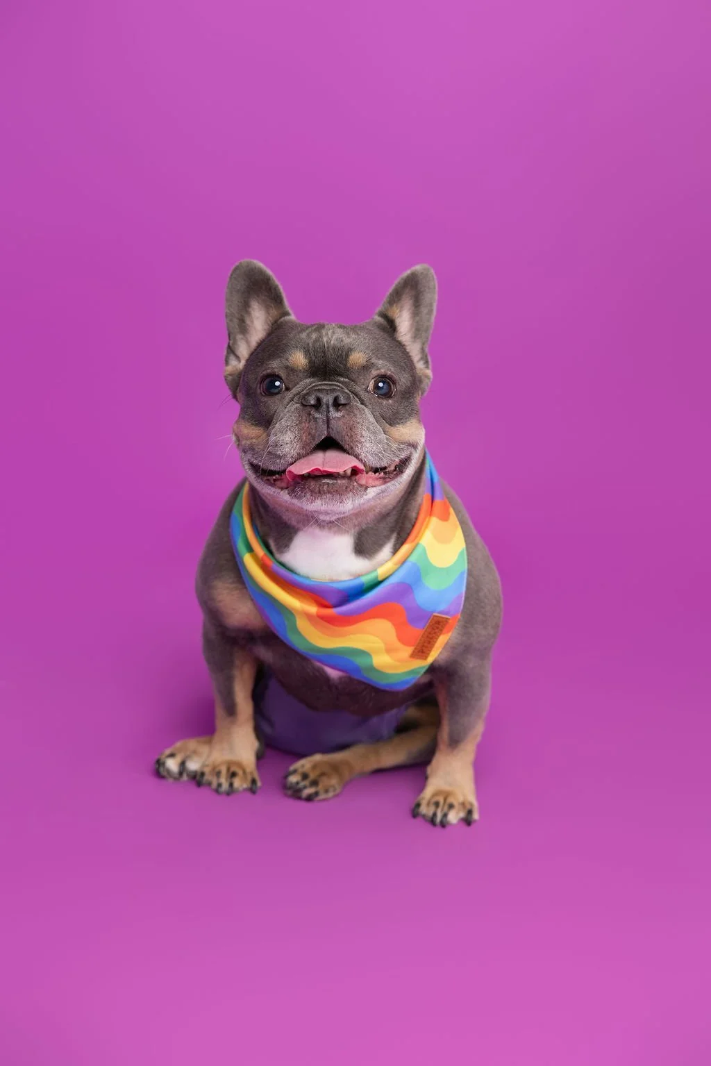 A French Bulldog sitting on a purple background, wearing a rainbow-colored bandana, with its tongue slightly out and a happy expression.