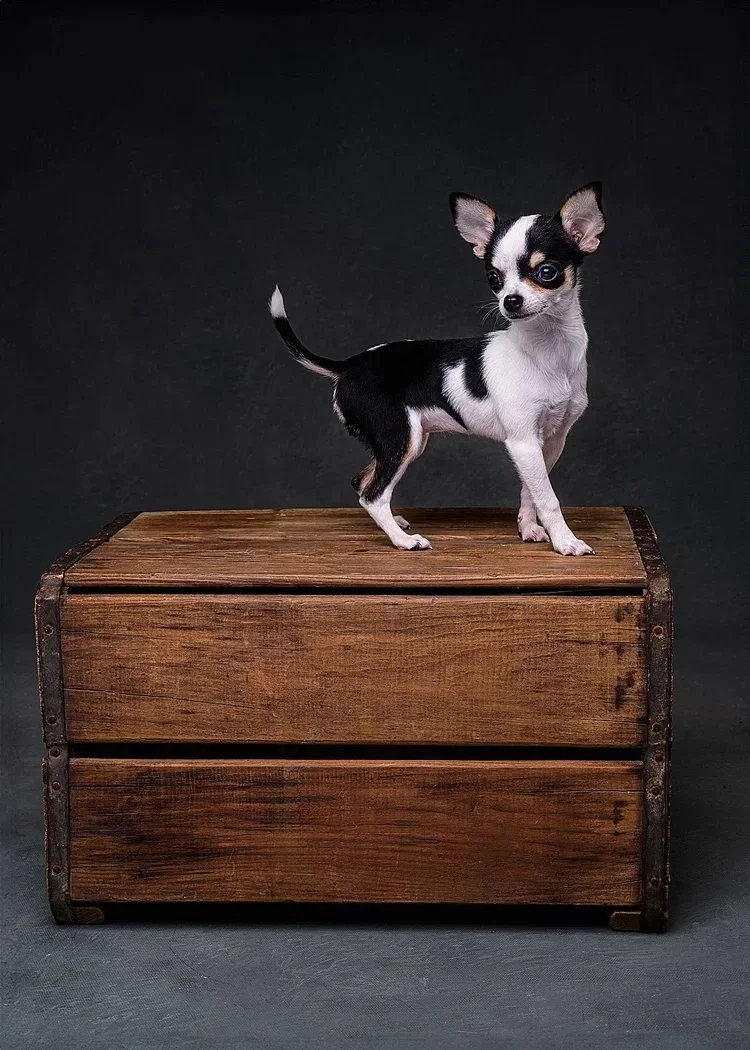 Small black and white Chihuahua standing on a wooden box against a dark background.