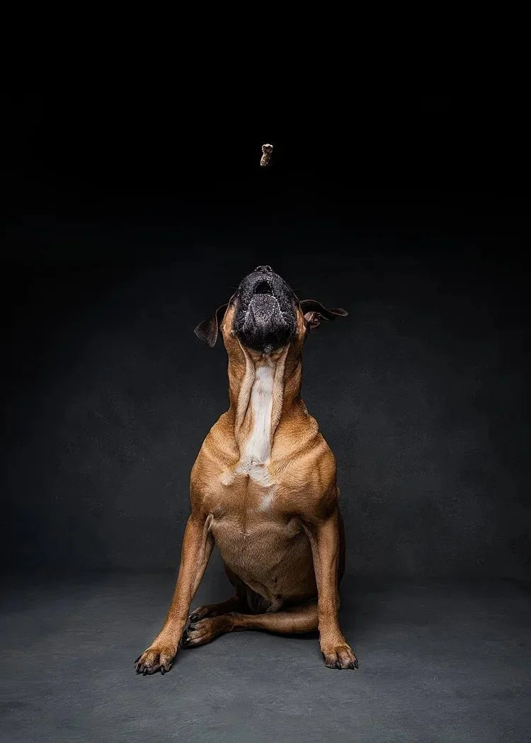A brown dog with black markings on its face sitting on a dark surface, looking up at a treat floating above its head against a black background.