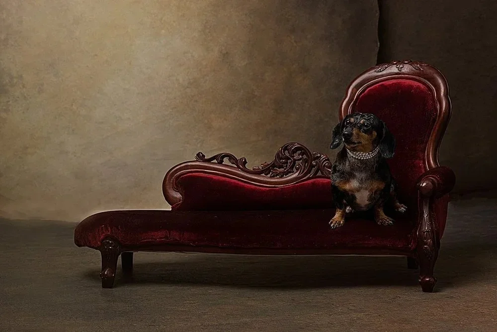 A small black and brown Dachshund dog sitting on a vintage red velvet chaise lounge with ornate wood carvings, against a plain beige background.
