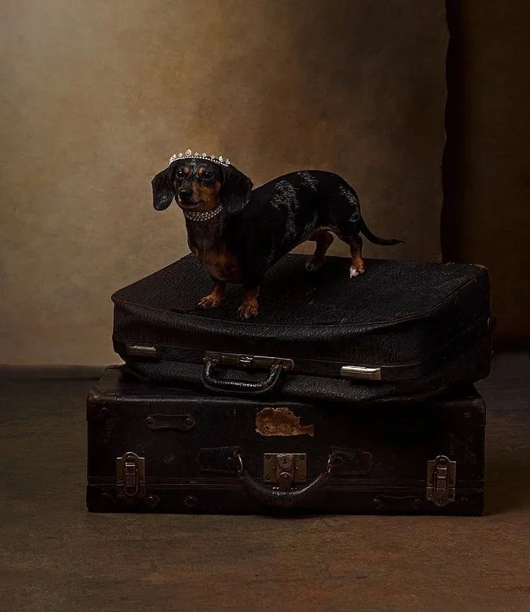 Small black and tan dog wearing a crown and pearl necklace stands on top of two stacked vintage black suitcases against a neutral background.