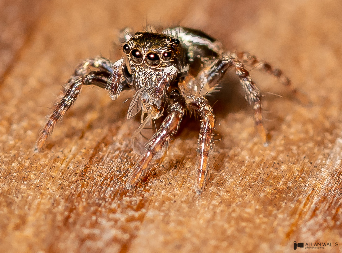 twin_flagged_jumping_spider_prey