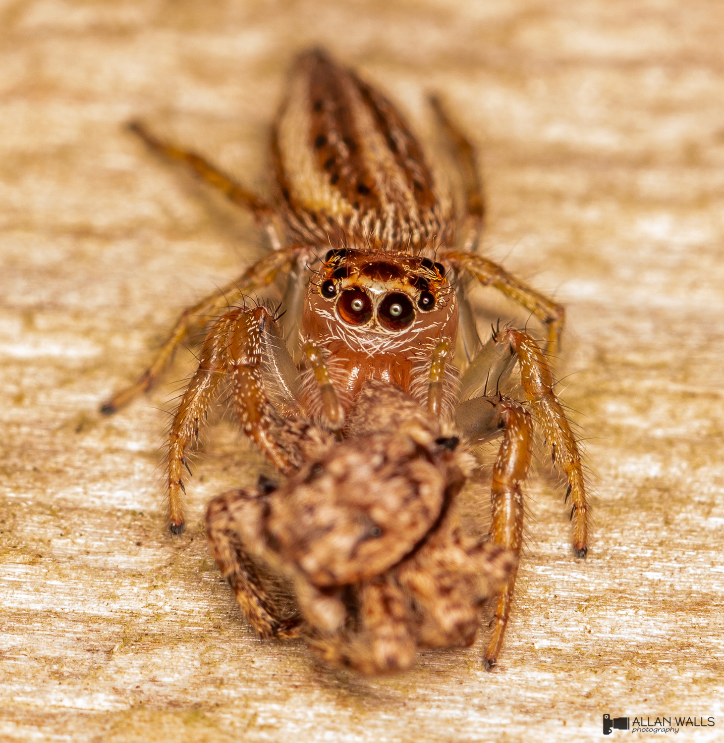 Jumping_spider_feasting