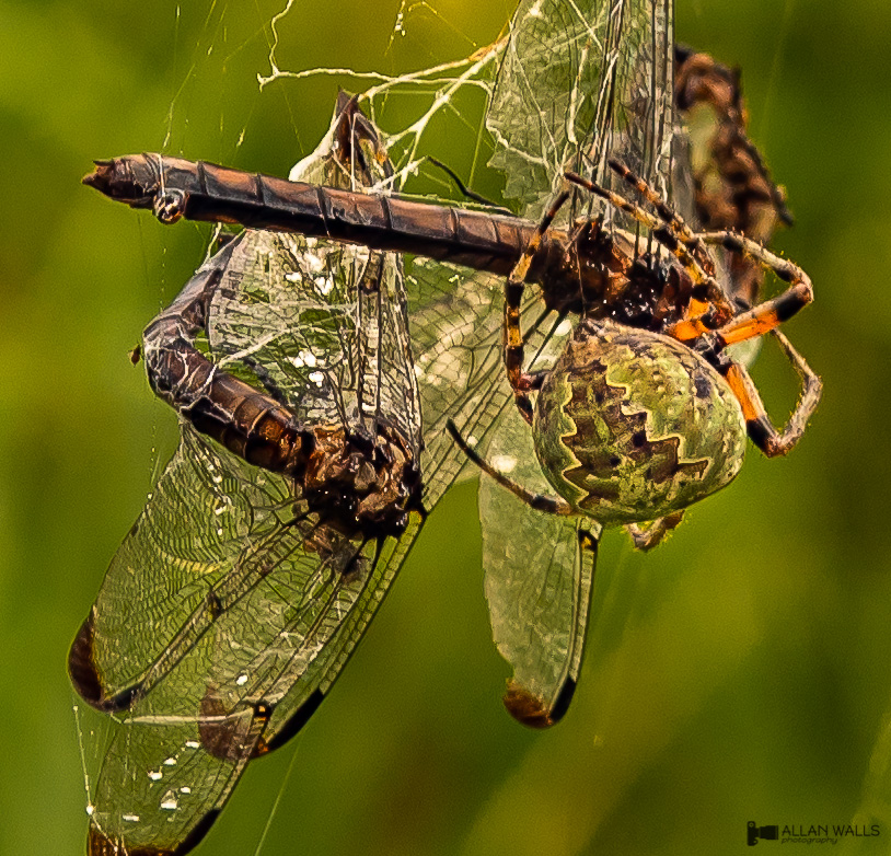 Large_spider_eating_dragonflies