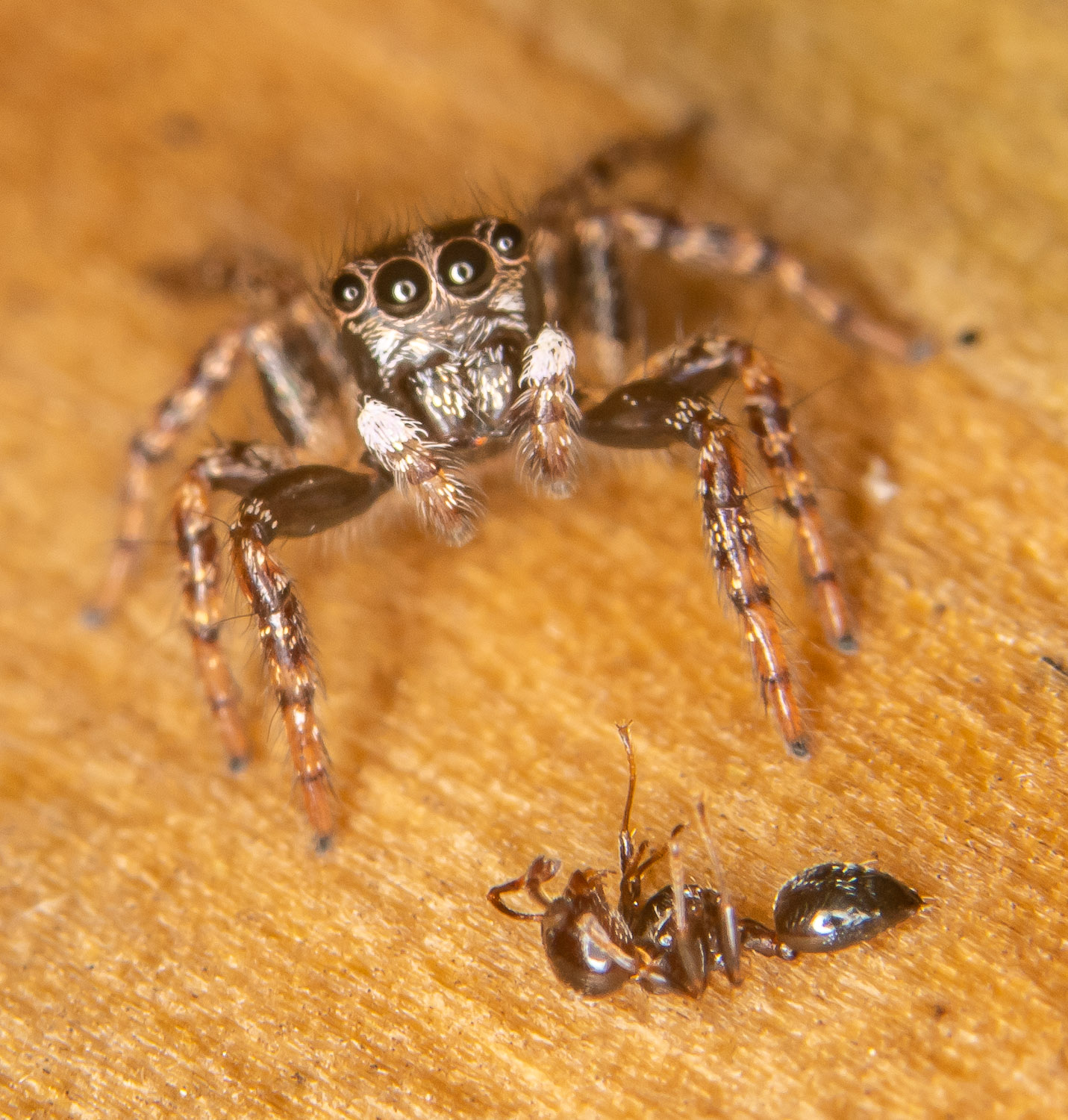Jumping_spider_protecting_ant