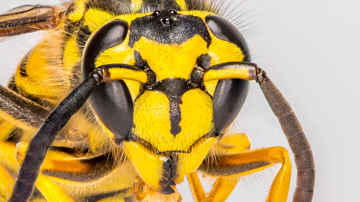The macro photography video series - part I