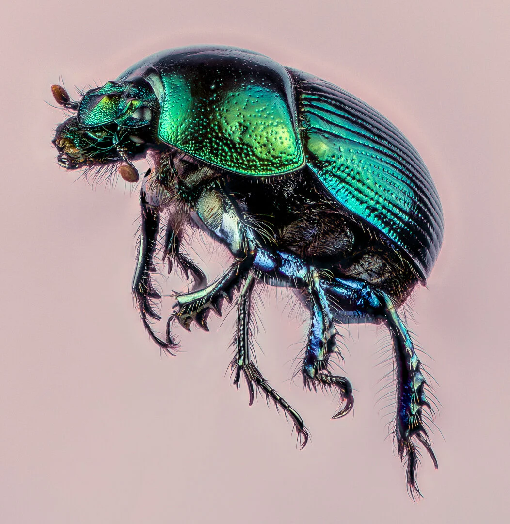 Making Sense of Lens Adapters in Macro Photography