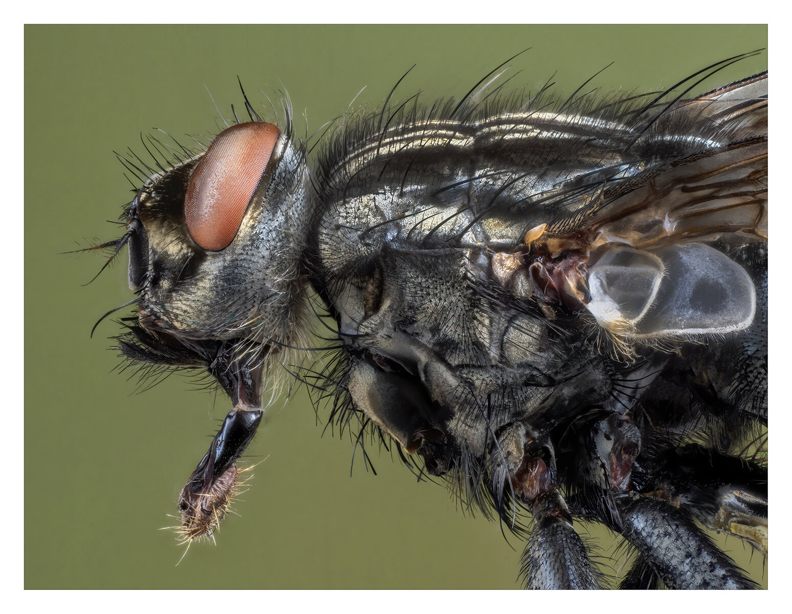 Flesh fly using the canon macro flash.jpg