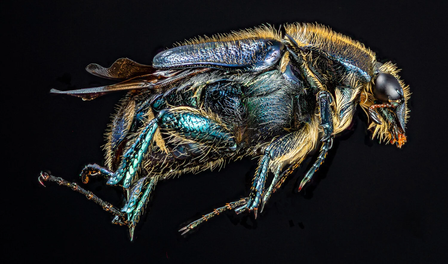 Advanced Focus Stacking - How to Slab like a Pro