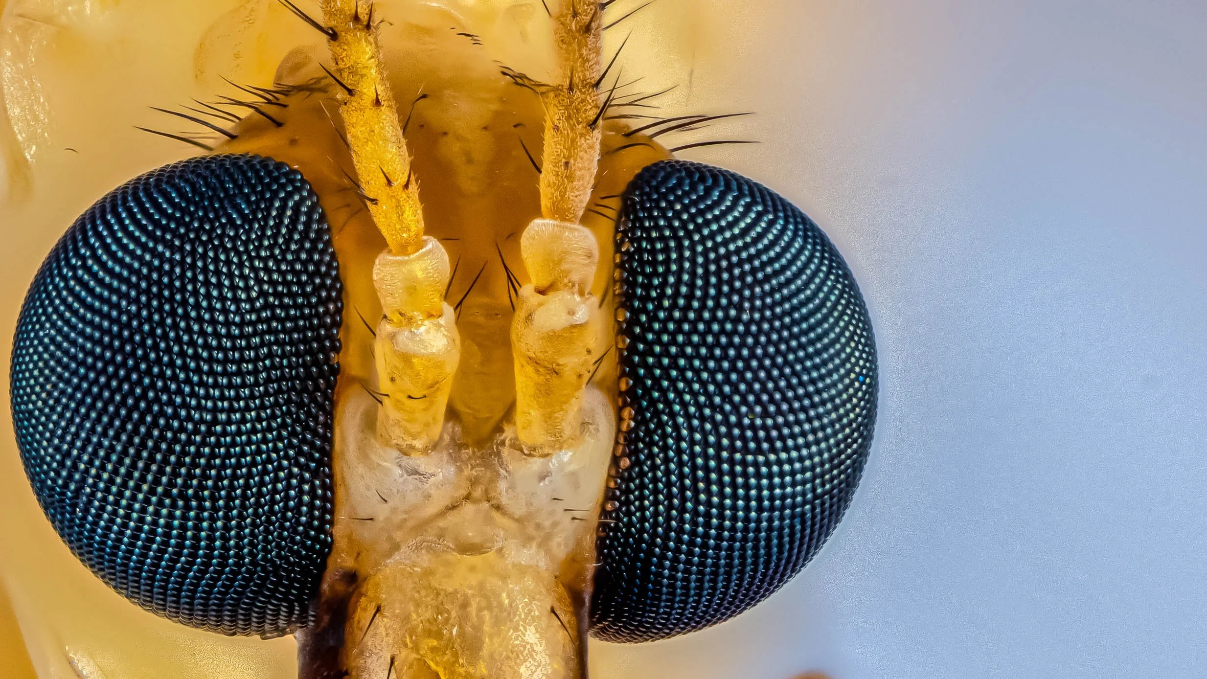My Insect Lab - (can be yours too!)