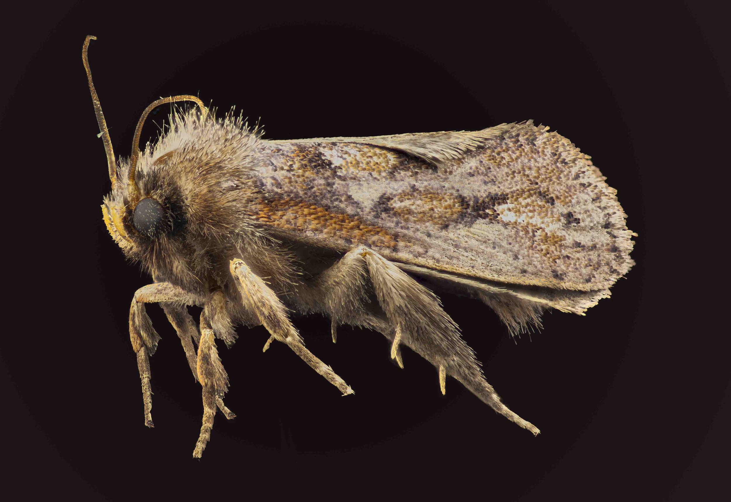 Railworm FOCUS POCUS - Macro Rails in 2025 — Allan Walls Photography