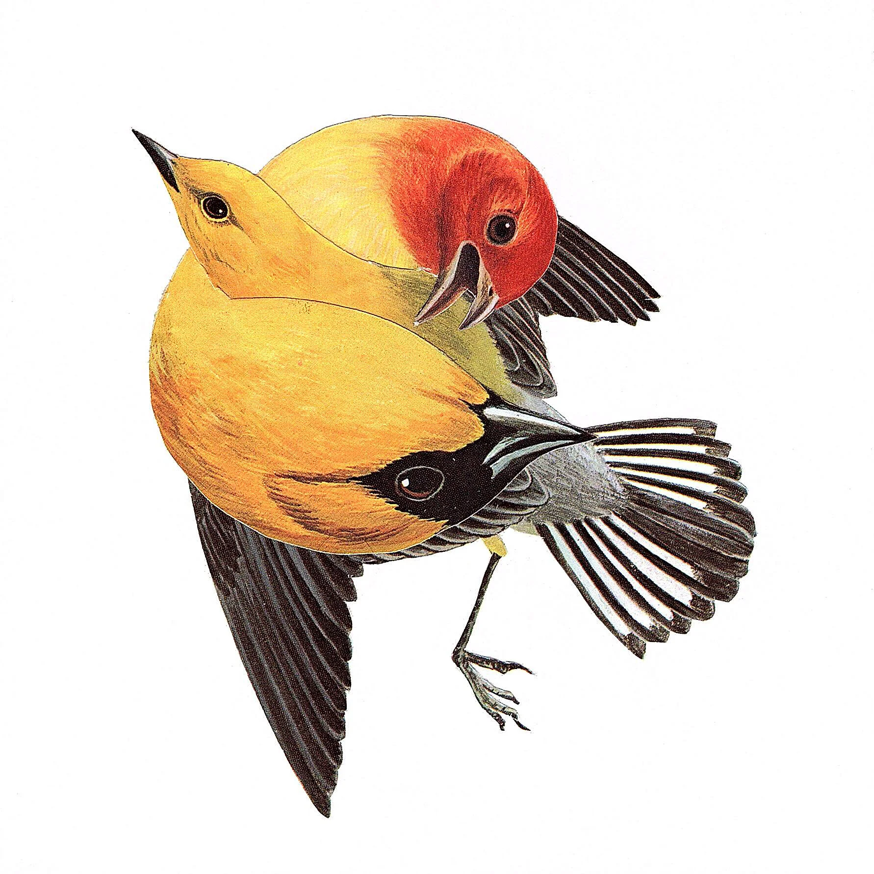 Canary Bird