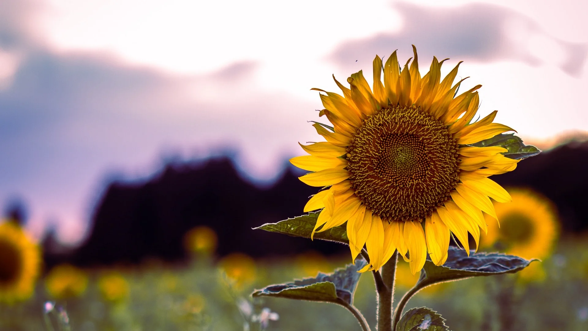 sunflower_bloom_field_124639_1920x1080.jpg