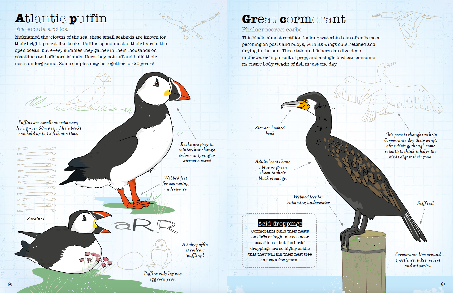 Europe’s diverse birdlife includes Puffins of the North Sea and Cormorants that can be seen sunbathing in harbours in city centres.