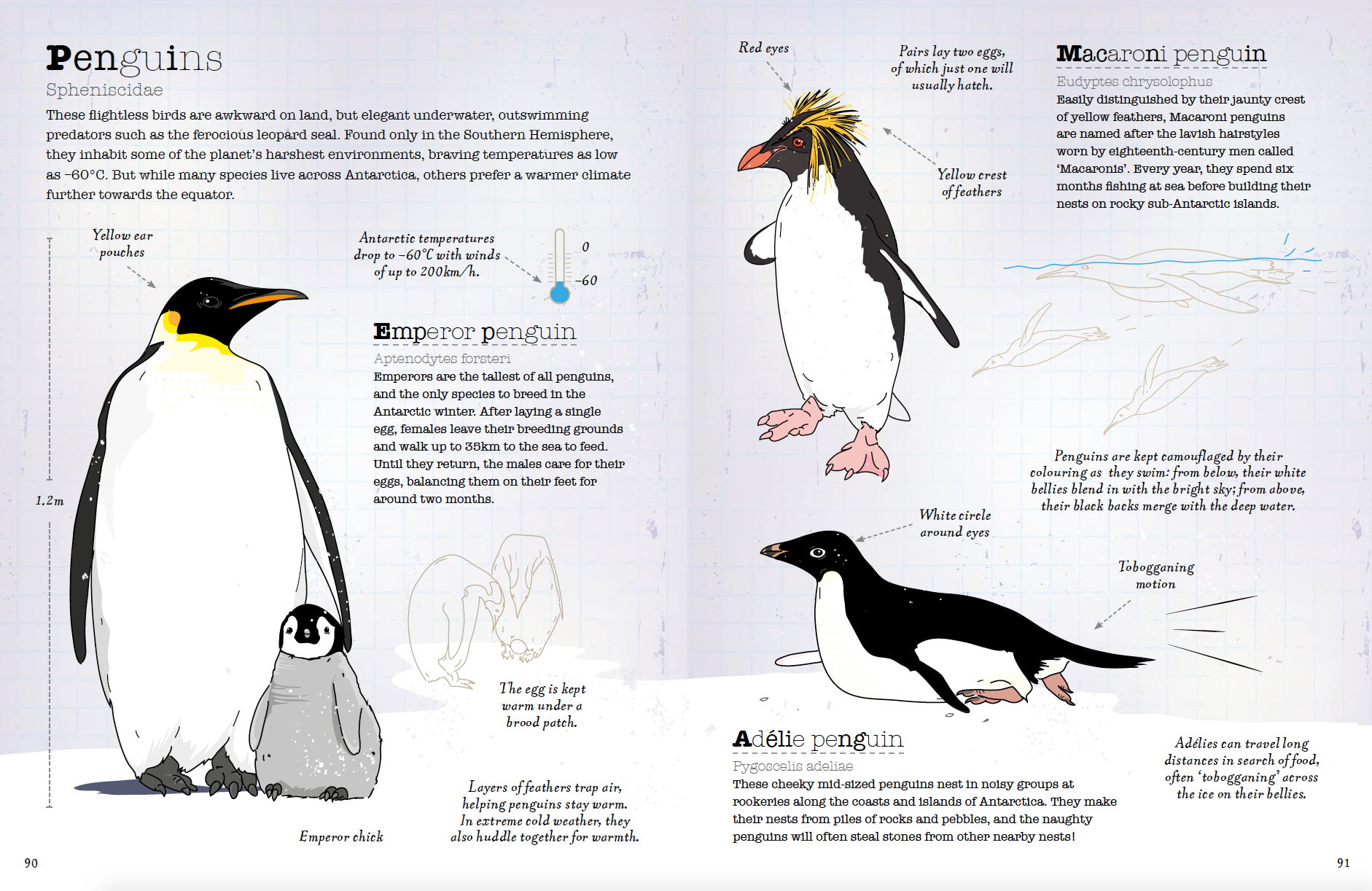 Antartica, the stronghold for penguins and their amazing resilience in this harsh habitat