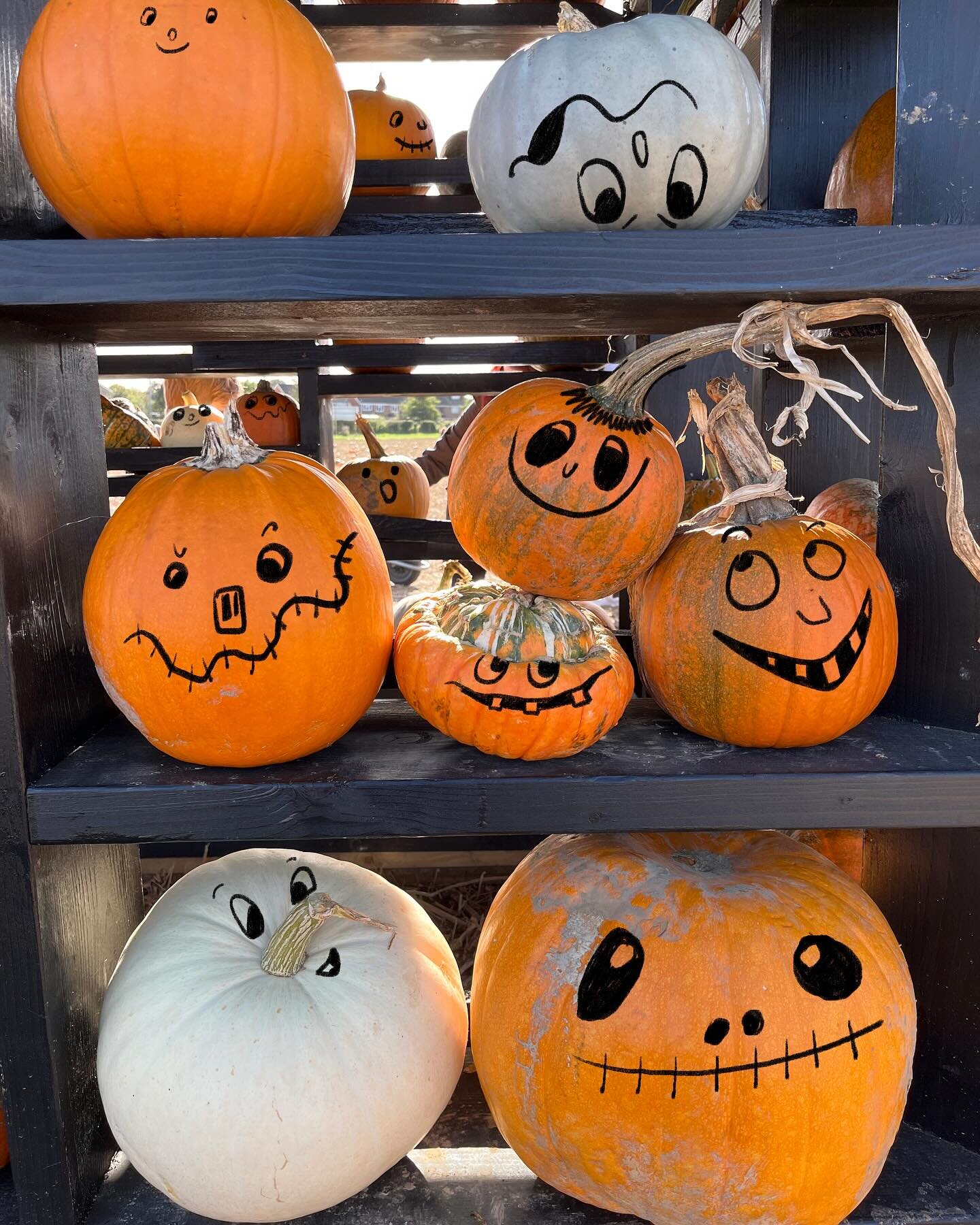 Happy Halloween! 🎃 #pumpkin #halloween #faces had great fun taking pictures of glorious pumpkins at @somptingpumpkins last week. 🎃 🧙 👻 #illustratedfaces #illustration