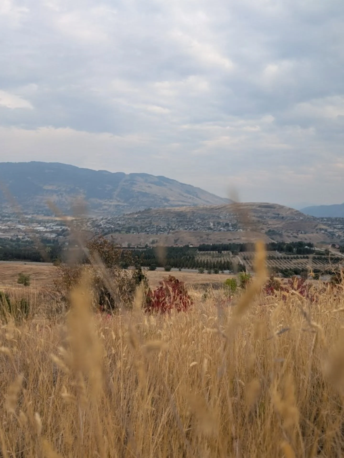 Thank you to @abnc.vernon for this beautiful backdrop for our Mindful Photography session yesterday. We noticed and created so many aspects of this varied and diverse grassland. I look forward to coming back in the Spring. #mindfulphotography #vernon
