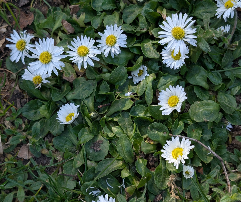 Daisies.png