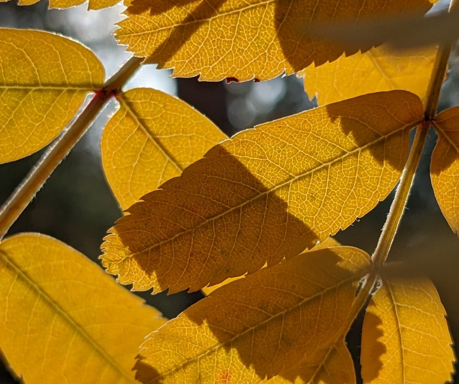 Leaves.png