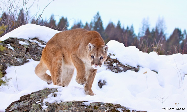 Cat Hunting in Hot Springs